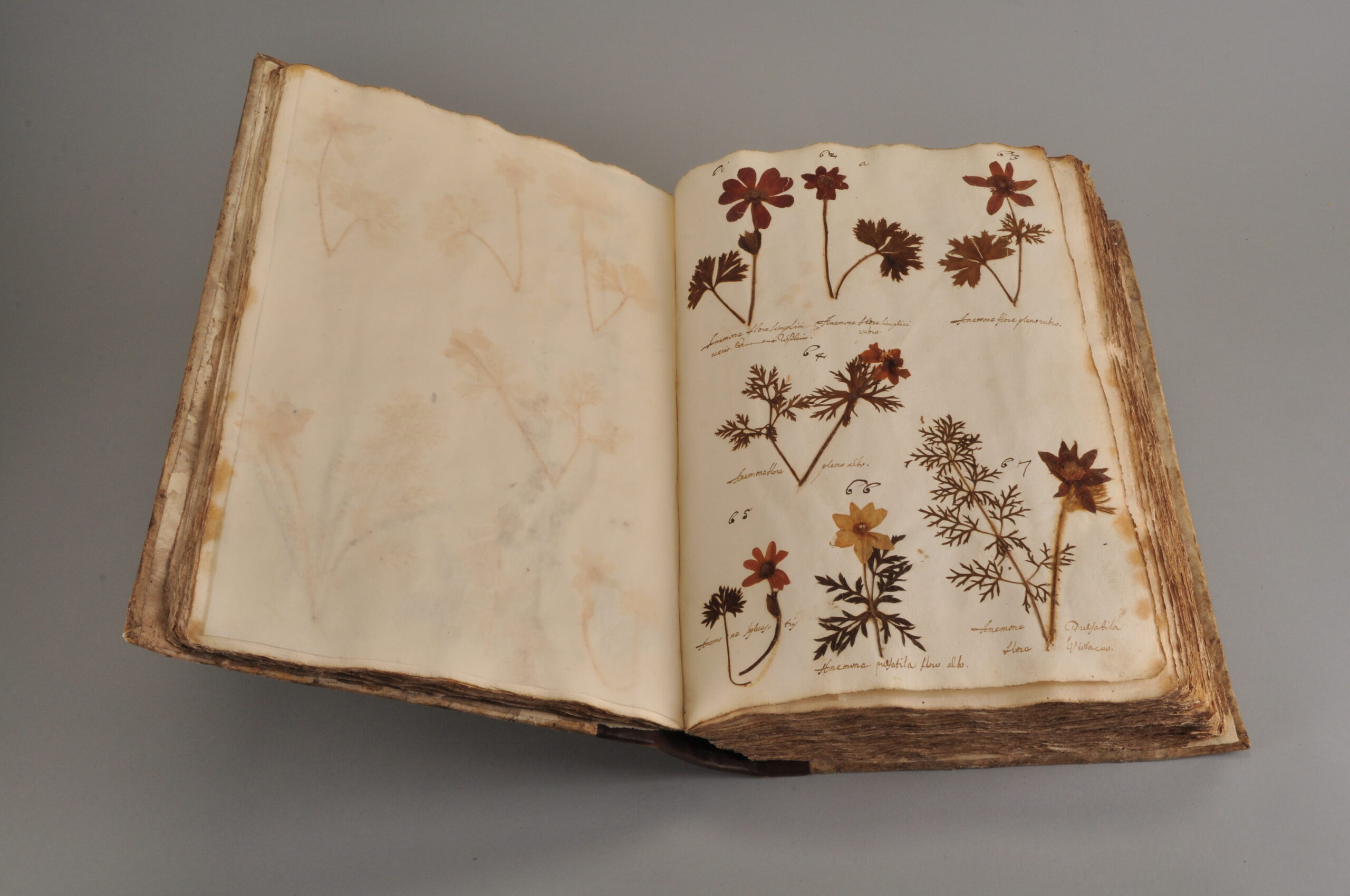 ©Pharmaziemuseum Brixen_ Ein Objekt auf Reisen, Herbarium 1653 -Foto Oswald Peer